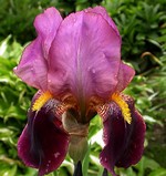 Photos Iris Barbata-Elatior