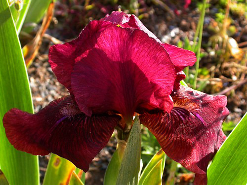 Foto Iris Barbata-Elatior -