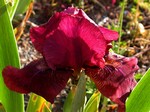 Photos Iris Barbata-Elatior