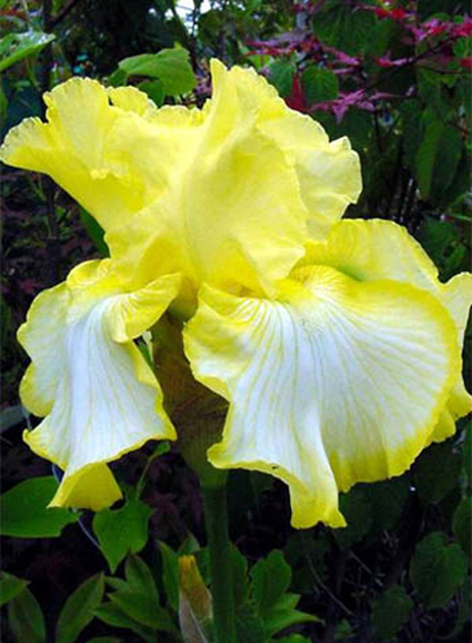 Photos Iris Barbata-Elatior - 