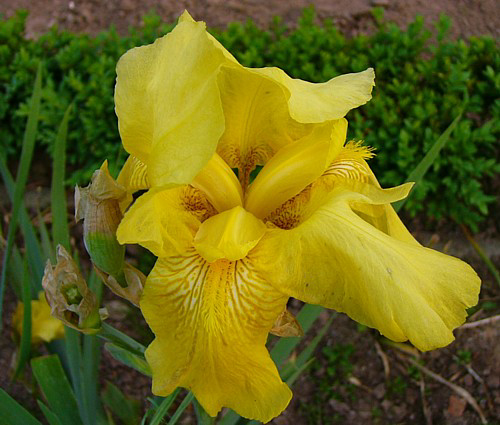 Photos Iris Barbata-Elatior - German iris