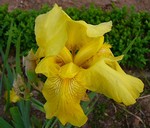 Photos Iris Barbata-Elatior