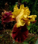 Photos Iris Barbata-Elatior