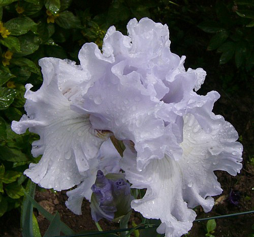 Photos Iris Barbata-Elatior - German iris