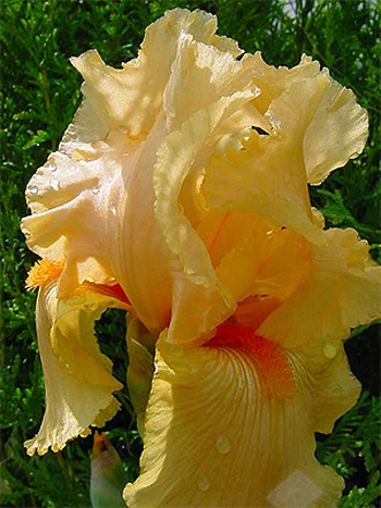 Photos Iris Barbata-Elatior - German iris