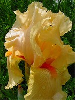 Photos Iris Barbata-Elatior