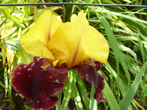 Photos Iris Barbata-Elatior - German iris