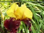 Photos Iris Barbata-Elatior