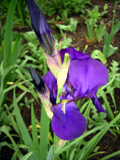 Photos Iris Barbata-Elatior - German iris