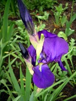 Photos Iris Barbata-Elatior