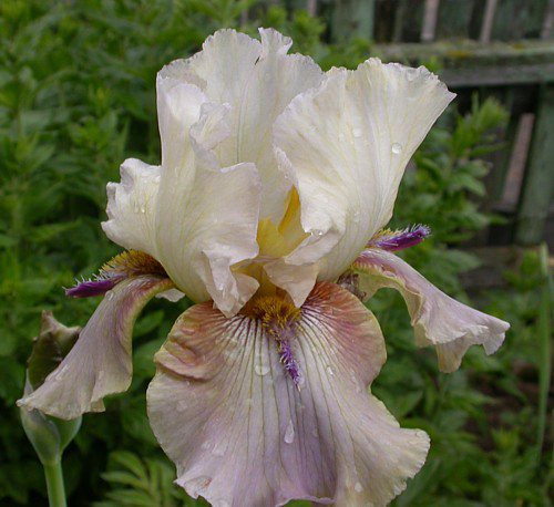 Photos Iris Barbata-Elatior - German iris