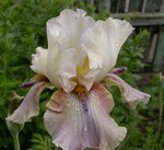 Photos Iris Barbata-Elatior