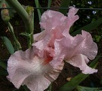 Photos Iris Barbata-Elatior