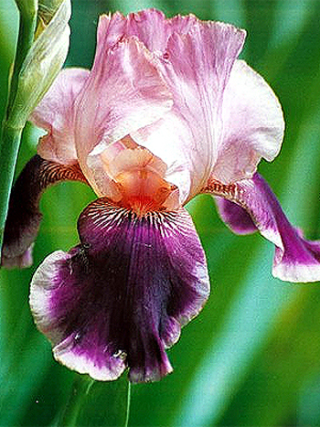 Photos Iris Barbata-Elatior - German iris