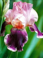 Photos Iris Barbata-Elatior