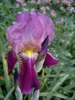 Photos Iris Barbata-Elatior