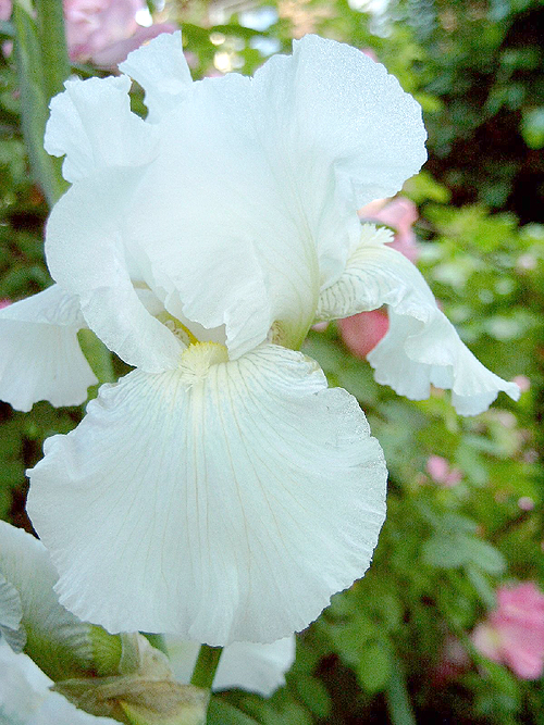 Photos Iris Barbata-Elatior - German iris