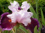 Photos Iris Barbata-Elatior