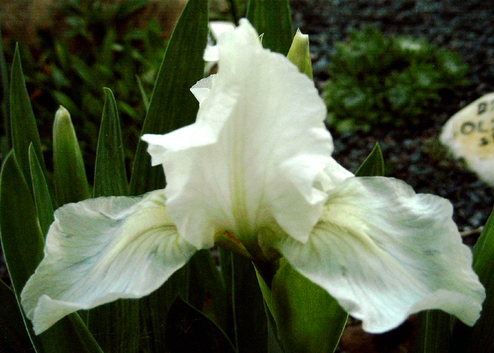 Photos Iris Barbata-Nana - German iris