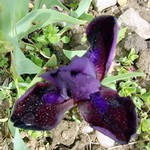 Photos Iris Barbata-Nana