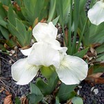 Photos Iris Barbata-Nana
