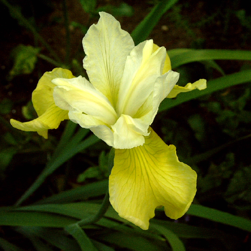 Photos Iris sibirica - German iris