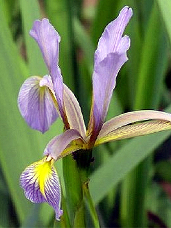 Foto Iris carthaliniae -