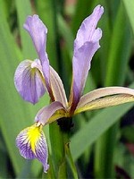 Photos Iris carthaliniae