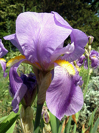 Photos Iris cengialti ssp. illyrica - German iris