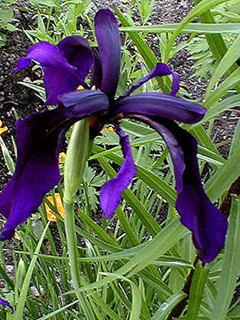 Photos Iris chrysographes -