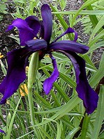 Photos Iris chrysographes