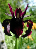 Photos Iris chrysographes