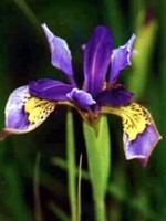 Photos Iris clarkei