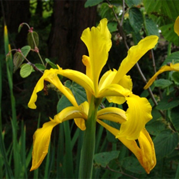 Photos Iris crocea - German iris