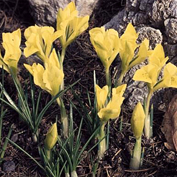 Photos Iris danfordiae - German iris