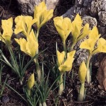 Photos Iris danfordiae