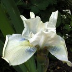 Photos Iris Barbata-Nana