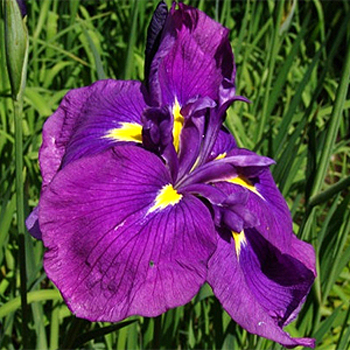 Photos Iris ensata - German iris