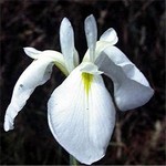 Photos Iris ensata