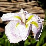 Photos Iris ensata