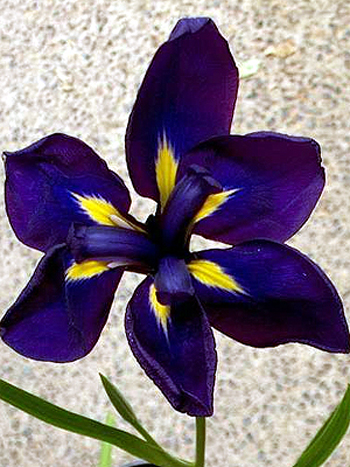 Photos Iris ensata - German iris