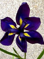 Photos Iris ensata