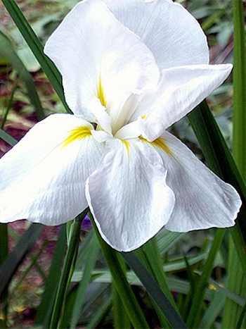 Photos Iris ensata - German iris