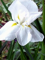 Photos Iris ensata