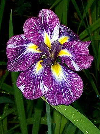 Photos Iris ensata - German iris
