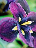 Photos Iris ensata