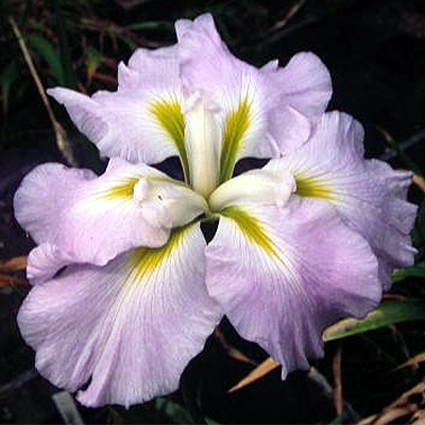 Photos Iris ensata - German iris