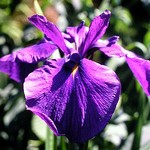 Photos Iris ensata