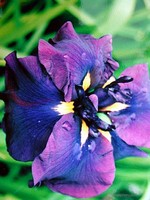 Photos Iris ensata