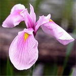 Photos Iris ensata